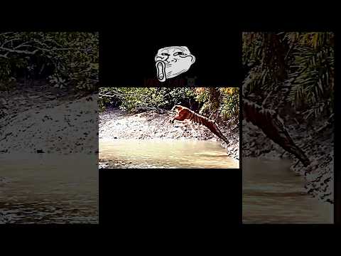Tiger vs lion #trending #animals #wildlife #tiger #lion #shorts #jump