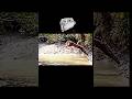 Tiger Vs Lion Trending Animals Wildlife Tiger Lion Shorts Jump