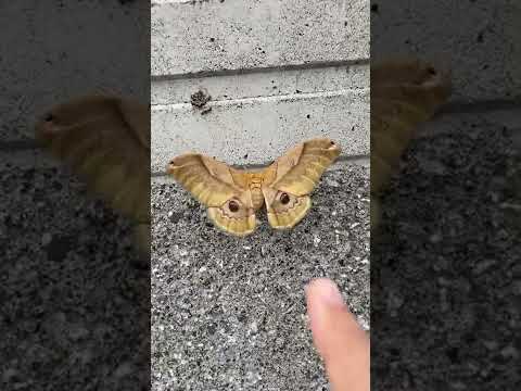 シラカバガ (Biston betularia)