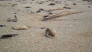 preview picture of video 'the hermit crab's journey.AVI'