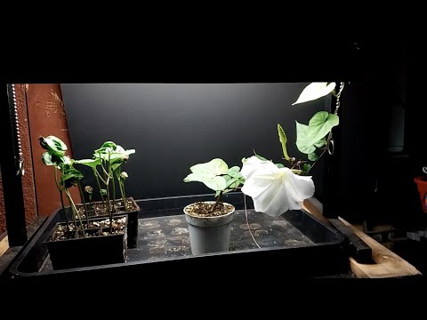 How to Grow Moonflower Indoors