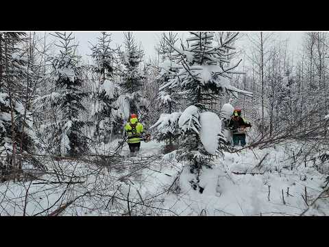 Clearing the Forest Step by Step 🌲💪(Day2)