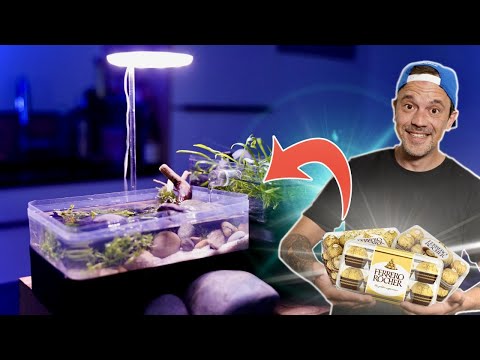 UN MINI AQUARIUM DANS DES BOÎTES DE FERRERO ! - TOOPET