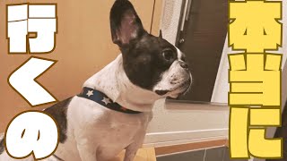 私も連れてって🐾