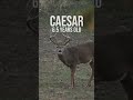 Caesar from 2 years old to 6 years old!! Wow!! #whitetail #bigbuck
