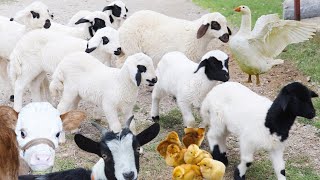 Cute Little Farm Animal Sounds in 10 Minutes | Cow videos , Duck , Sheep , Goat | Animal Moment