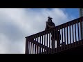 Spy Kid Intro