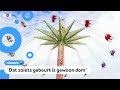 Acht mensen gewond op kermis in Limburg
