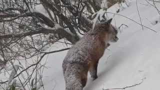 ホンドキツネ（狐）