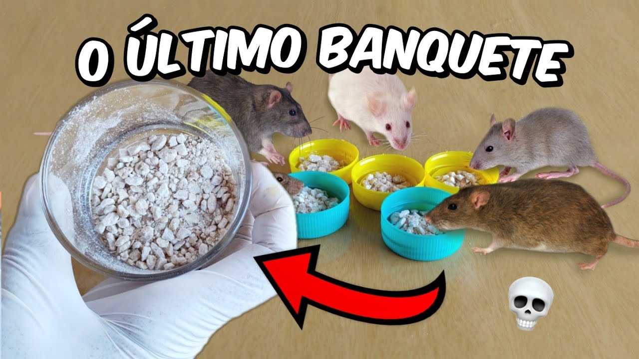 TEM FEIJÃO EM CASA  COMO ACABAR DE VEZ COM RATOS DA SUA CASA SÓ COM 1 INGREDIENTE - DICA INFALÍVEL