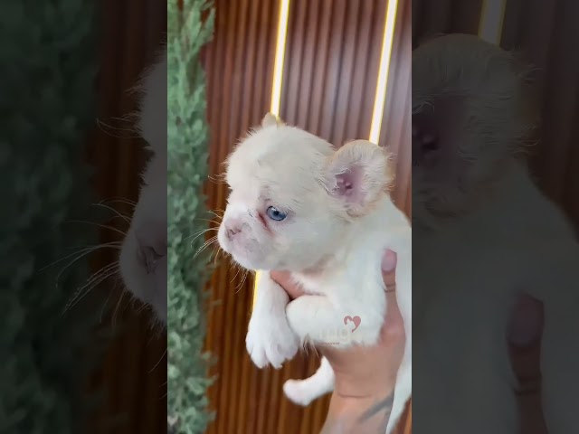 Vídeo relacionado con Manta de impresión 3D de Felpa Ultra Suave de Perro Bulldog francés Linda Manta de Felpa de Terciopelo de Franela 150 x 200 cm