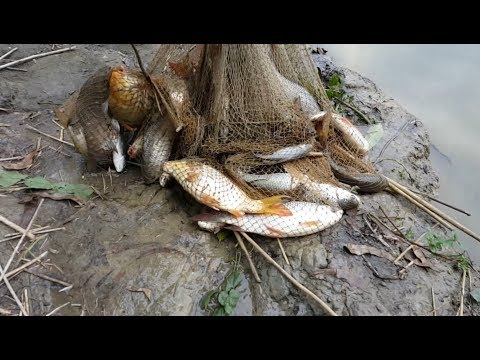 Here is The Big Catch You Won't Believe That How Many Fishes Catch by The Cast Net (Part-02)