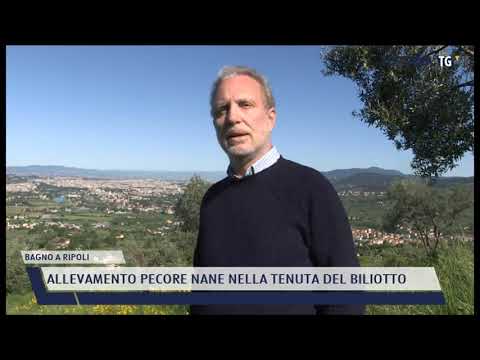 2021-05-24 BAGNO A RIPOLI - ALLEVAMENTO PECORE NANE NELLA TENUTA DEL BILIOTTO