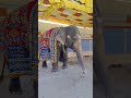 TempleElephant In Vadivelu Version Temple Elephant Elephant Funny Moment Elephant Video Shorts
