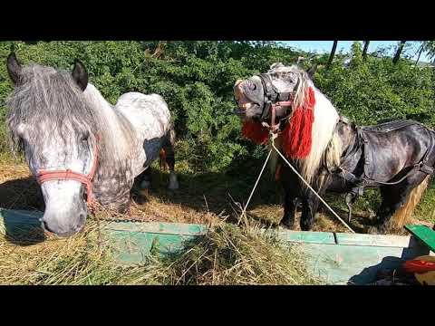 Caii lui Solomon Catalin -Ciprian Porumbescu