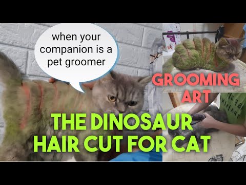 How to make dinosaur haircut|Dinosaur haircut for cat|Grooming art| cat owner should watch this|