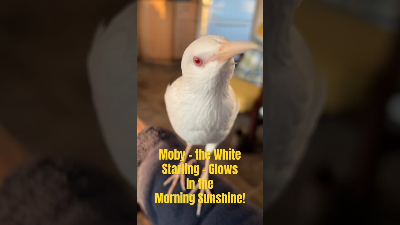 Moby glows in the morning sun! #birds #birdwatching #starling #moby #albino