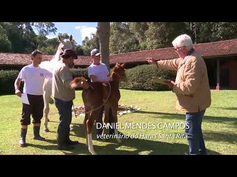 Saiba como é a criação de um Puro Sangue Inglês (PSI)