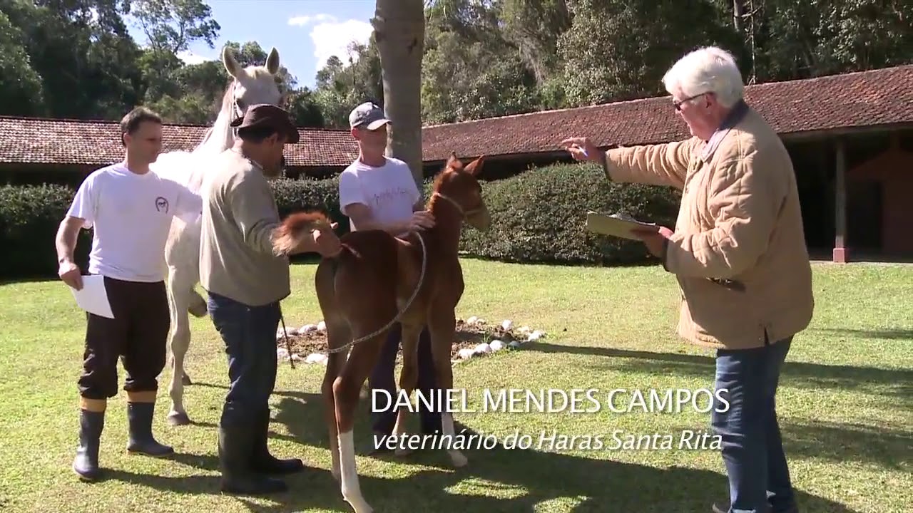 Saiba como é a criação de um Puro Sangue Inglês (PSI)