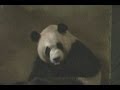 Большая панда родила двойню в китайском зоопарке (новости) http://9kommentariev ...