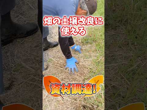 庭の土壌を活性化する理由と方法: 肥沃度を回復するための簡単なステップ  庭園