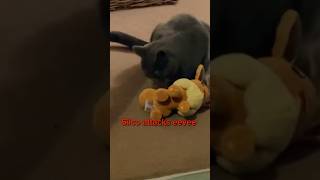 Evil cat attacks Eevee #pokemon #pokemontcg #pokmoncat #cat #catvideos #funny #memes
