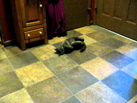 Allie the Declawed Cat v. The Catnip Mouse