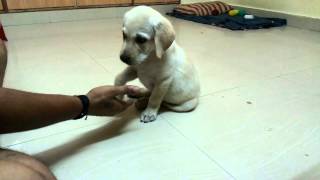 preview picture of video '8 weeks old Labrador Puppy learning sit, shake-hand & down command'