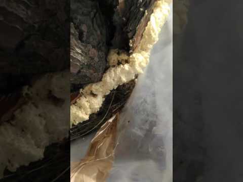 Attenzione!!!!!!!!! Processionarie nei pini per il nostro bene e degli animali