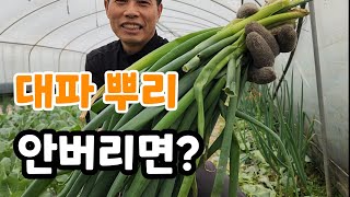 대파 뿌리 안버리면 이런 결과가 대파 걱정 없이 맘것 먹어요