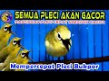 Download Lagu Pleci Ngeriwik Gacor Ampuh memancing Pleci lain Ikut Ngeriwik Kasar Sampai Buka paruh Mp3 Free