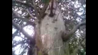 preview picture of video 'Cupressus cashmeriana (Bhutan cypress) at Oamaru Botanical Gardens.'