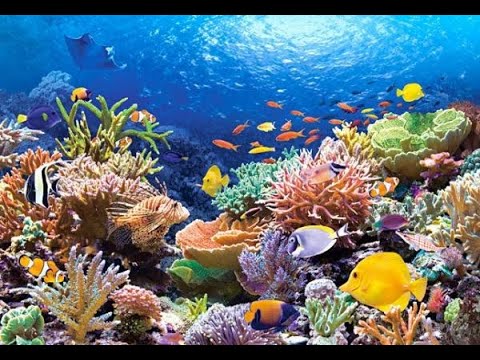 Doku Unterwasser: Zwischen den Korallen der Meere