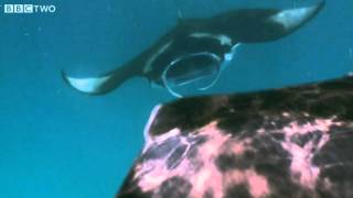Chris Swims with Manta Rays - Secrets of our Living Planet - Episode 4 - BBC Two