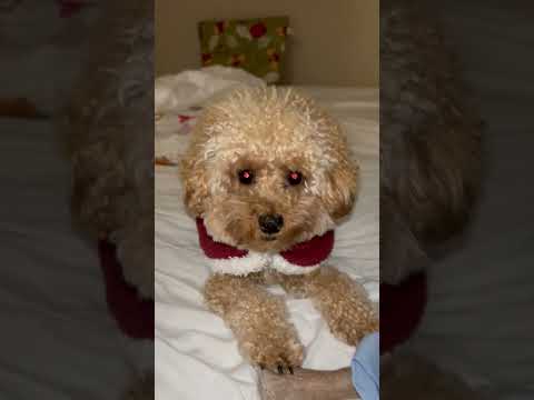 経営学科 ベッドで寝そうなトイプードル15ヶ月 #toypoodle #トイプードル
