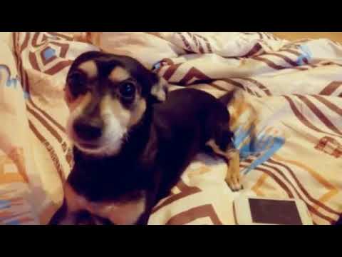 🐶#Игривый_пес                ✔вечерние развлечения.)