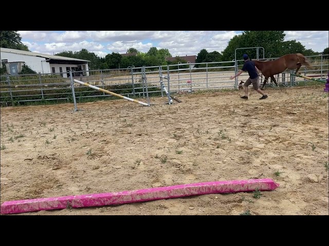 Pouliche de 3 ans, mod&egrave;le s&eacute;rieux, lign&eacute;e 5*