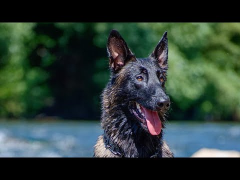 Dangerous Belgian girl 💚