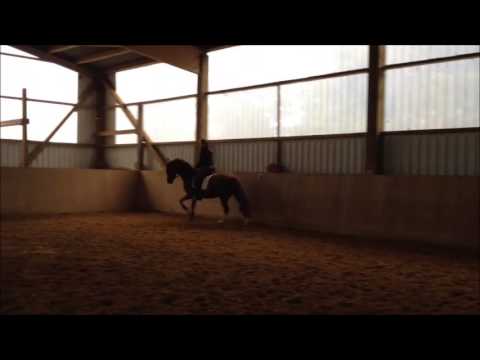 Verkaufspferd, Red Painted Rosi, V: Rotspon