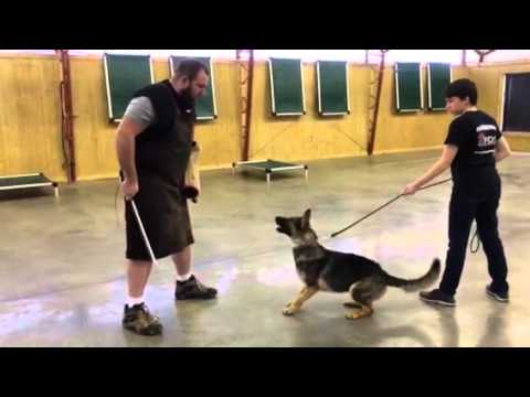 German Shepherd "Kaylin" 11 mo. Protection Trained Home Raised Dog For Sale