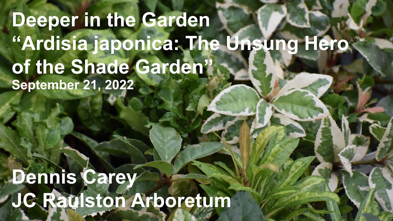 Deeper in the Garden - "Ardisia japonica - The Unsung Hero of the Shade Garden" - YouTube