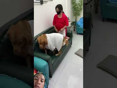 #funny #dog #pets #retreiver #goldenretreivers #comedy #cute #cat #shorts #shortvideo #short