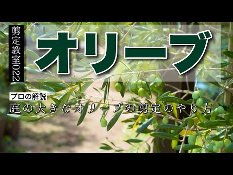 オリーブの木を剪定するときに避けるべき間違いは何ですか?期間は何ですか?またそれは何に依存しますか?  庭園