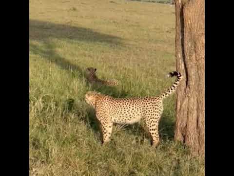best game expreience in kenya