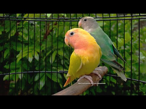 Rosy-Faced Lovebirds Chirping Sounds - Young White-Headed Green Opaline & Red-Headed Lutino