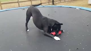 Video preview image #1 Retriever -Unknown Mix Puppy For Sale in Spring Lake, NC, USA