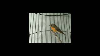 Download lagu Suara Burung Sikatan Mugimaki .#shorts mp3