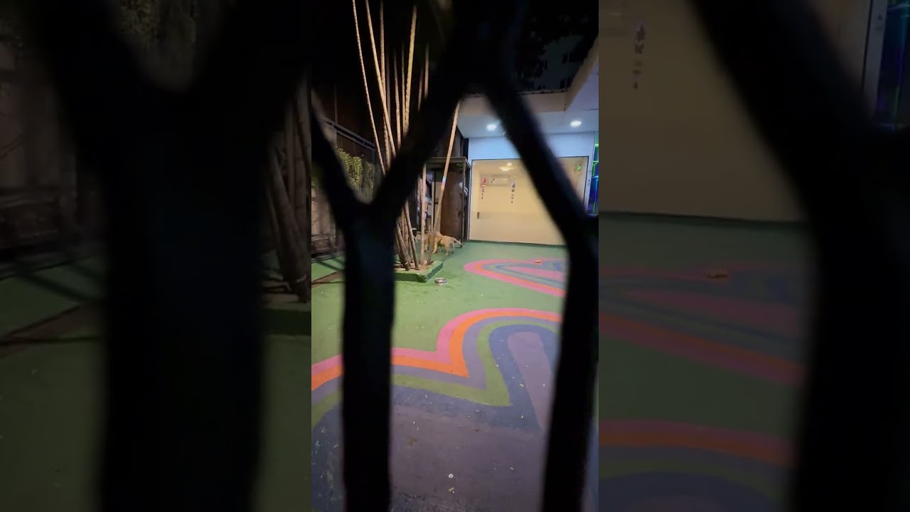 Dogs Playing 🐕, Bangkok, Thailand