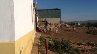 La cría del ganado lanar en los Pedroches, Córdoba.