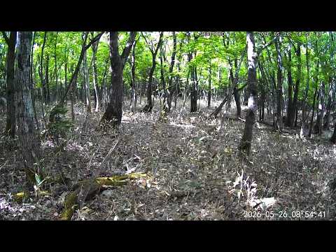 Shiretoko forest night live cam